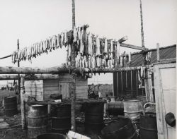Drying sheefish Image