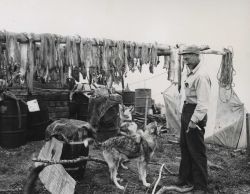 Drying sheefish Image