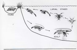 Life cycle of shrimp Image