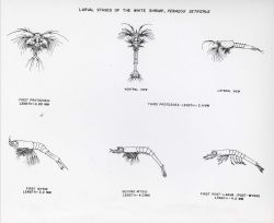 Larval stages of the white shrimp (Penaeus setiferus) Image