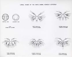 Larval stages of the white shrimp (Penaeus setiferus) Image