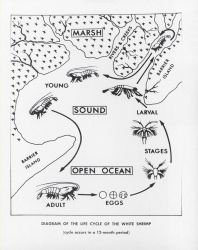 Diagram of the life cycle of the white shrimp Image