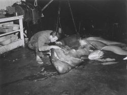 Dissecting shark caught during shrimp trawling operation on FWS ship OREGON Photo