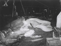 Dissected shark on FWS ship OREGON Photo