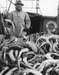 Dogfish on deck of the ALBATROSS IV Image