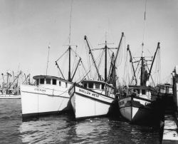 Double-rig shrimp trawling in the Gulf of Mexico Image