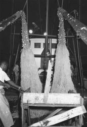 Dumping shrimp catch Image