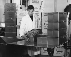 Inspecting packaged Maine shrimp Image