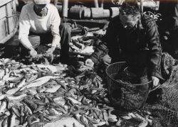 Large brown shrimp taken by the BCF ship OREGON in the 40-50 fathom depth range Image