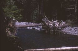 Debris in stream channel area Image