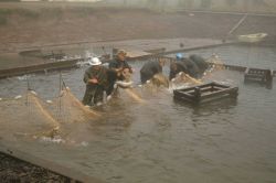 Hatchery personnel sorting salmon in preparation for egg-taking at Dexter Holding Ponds, directly below Dexter Dam on the Middle Fork of the Willamett Image