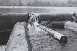 Debris in left exit of ladder blocking flow at Willamette Falls Image