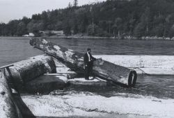 Delbert Hanks inspecting large log that was deposited in fish ladder area. Image