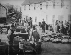 Washing, flaking herring at sardine cannery, Easport, ME. Image