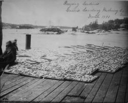 Drying sardines Green's Landing Packing Co., ME, Worth, 1891. Image
