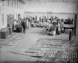 Drying sardines at Eastport, ME. Image