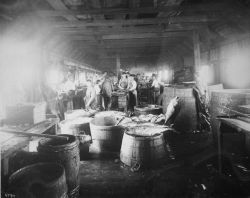 Cutting and packing fish. Image