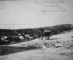 Drying skates for fertilizer at Provincetown, MA, Cape Cod Oil Works. Image