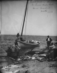 Dressed fish on shore, N Image