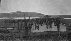 Native method of drying seal meat on Pribolof Island, AK. Image