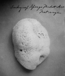 Inkey sponge, Mediterranean Sea, natural size. Image