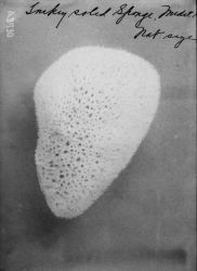 Inkey soled sponge, Mediterranean Sea, natural size. Image