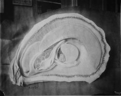 Detail of interior structure of shell. Image