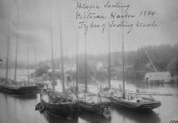 Pelagic sealing, Victoria Harbor, BC, 1894, types of sealing vessels. Image