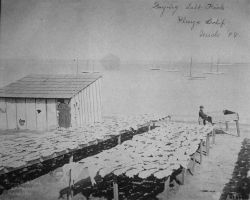 Drying salt fish, Playa, CA ,1898. Image