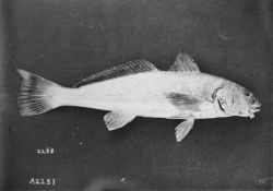 Whiting. Image