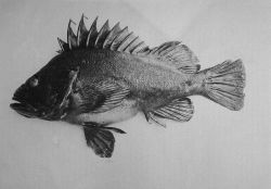 One of the rockfishes. Image