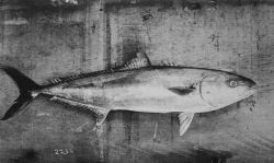 Yellowtail. Image