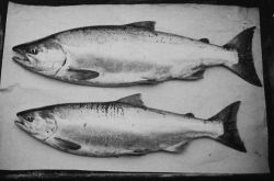 Blueback salmon. Image