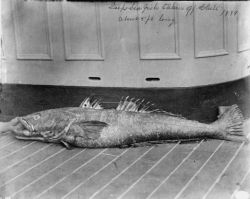 Deep sea fish taken off Chile, about 5 ft long, 1888. Image