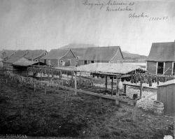 Drying salmon at Unalaska, AK, 1888-89. Image