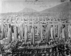 Drying salmon, Unalaska, AK, 1890. Image