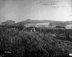 Drying salmon, Cherwofski, AK, 1890. Image