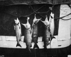 Dog salmon, Herenden Bay (sp.) , AK, 1890. Image