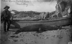 Sea lion zalophus, Monterey, CA. Image