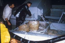 Scales shed from herring are collected to make pearl essence - a lustrous and decorative finish applied to many products like baby toys, dolls, clothi Image