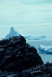 Icebergs offshore of a chinstrap penguin colony. Image