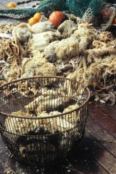 Invertebrates caught in a benthic (seafloor) net haul. Image