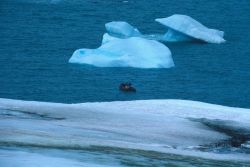 Navigating a Zodiac among small icebergs called 