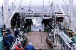 Deploying trawl off the R/V Professor Siedlecki in 1986, the first year of the AMLR Program. Image