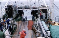 Deploying trawl off the R/V Professor Siedlecki in 1986. Image