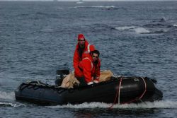 AMLR scientists Anthony Cossio and Ryan Driscoll in a Zodiac, been outfitted with a satellite tag and time depth recorder, which drop off when the bir Image