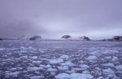 Icy waters in the South Shetland Islands, Antarctica. Image