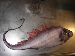 Scalloped ribbonfish (Zu cristatus) Image