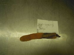 A fish-eating salp with a partially ingested fish Image
