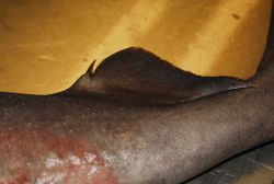 A squaliform shark (Centrophorus sp.) Photo
